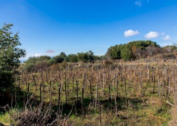 Vista delle montagne - Terreno agricolo Contrada Guardia Majo
 
snc, Biancavilla - foto 1