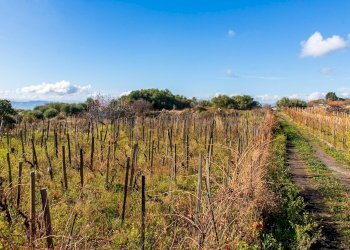 Vista delle montagne - Terreno agricolo Contrada Guardia Majo
 
snc, Biancavilla - foto 7