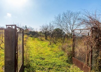 Giardino - Terreno agricolo Contrada Guardia Majo
 
snc, Biancavilla - foto 10