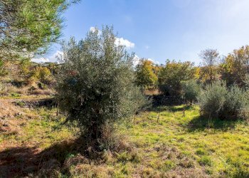 Giardino - Terreno agricolo Contrada Guardia Majo
 
snc, Biancavilla - foto 23