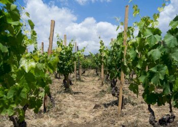Giardino - Terreno agricolo Contrada Guardia Majo
 
snc, Biancavilla - foto 3