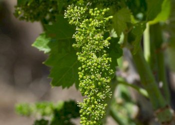 Dettagli - Terreno agricolo Contrada Guardia Majo
 
snc, Biancavilla - foto 4