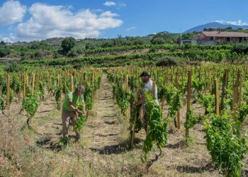 Vista delle montagne - Terreno agricolo Contrada Guardia Majo
 
snc, Biancavilla - foto 5