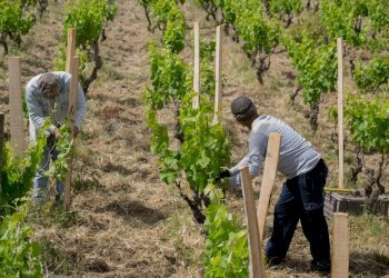 Giardino - Terreno agricolo Contrada Guardia Majo
 
snc, Biancavilla - foto 6