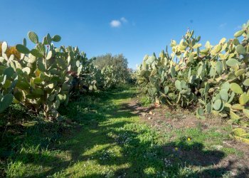 Giardino - Casa indipendente Contrada Acquarossa (Strada Provinciale 56ii)
 
snc, Belpasso - foto 25