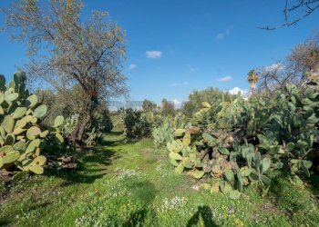 Giardino - Casa indipendente Contrada Acquarossa (Strada Provinciale 56ii)
 
snc, Belpasso - foto 26