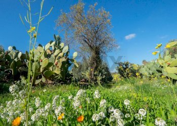 Giardino - Casa indipendente Contrada Acquarossa (Strada Provinciale 56ii)
 
snc, Belpasso - foto 27