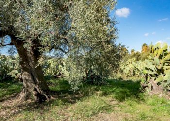 Giardino - Casa indipendente Contrada Acquarossa (Strada Provinciale 56ii)
 
snc, Belpasso - foto 28