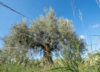 Non correlato - Casa indipendente Contrada Acquarossa (Strada Provinciale 56ii)
 
snc, Belpasso - foto 29