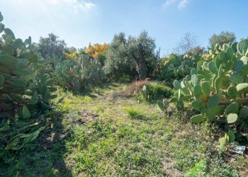 Giardino - Casa indipendente Contrada Acquarossa (Strada Provinciale 56ii)
 
snc, Belpasso - foto 30