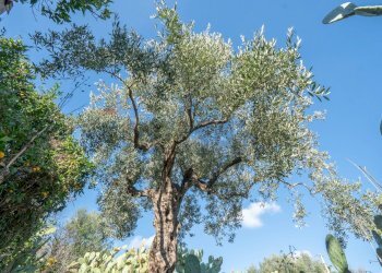 Vista dell\'acqua - Casa indipendente Contrada Acquarossa (Strada Provinciale 56ii)
 
snc, Belpasso - foto 32