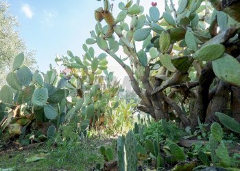 Giardino - Casa indipendente Contrada Acquarossa (Strada Provinciale 56ii)
 
snc, Belpasso - foto 33