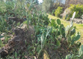 Giardino - Casa indipendente Contrada Acquarossa (Strada Provinciale 56ii)
 
snc, Belpasso - foto 36