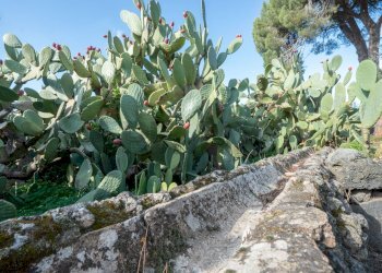 Giardino - Casa indipendente Contrada Acquarossa (Strada Provinciale 56ii)
 
snc, Belpasso - foto 38