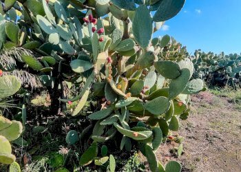 Giardino - Casa indipendente Contrada Acquarossa (Strada Provinciale 56ii)
 
snc, Belpasso - foto 42