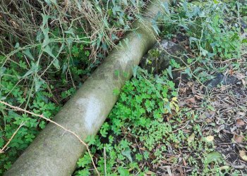 Giardino - Casa indipendente Contrada Acquarossa (Strada Provinciale 56ii)
 
snc, Belpasso - foto 44