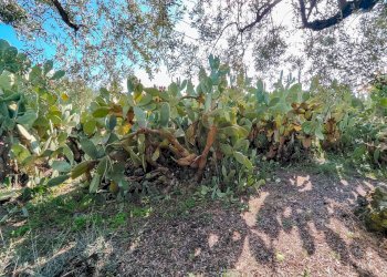 Giardino - Casa indipendente Contrada Acquarossa (Strada Provinciale 56ii)
 
snc, Belpasso - foto 46