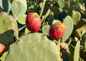 Dettagli - Casa indipendente Contrada Acquarossa (Strada Provinciale 56ii)
 
snc, Belpasso - foto 47
