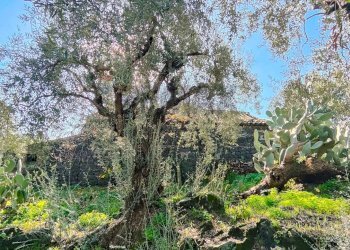 Giardino - Casa indipendente Contrada Acquarossa (Strada Provinciale 56ii)
 
snc, Belpasso - foto 49