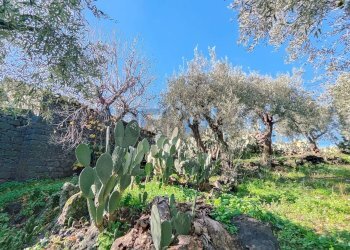 Giardino - Casa indipendente Contrada Acquarossa (Strada Provinciale 56ii)
 
snc, Belpasso - foto 50