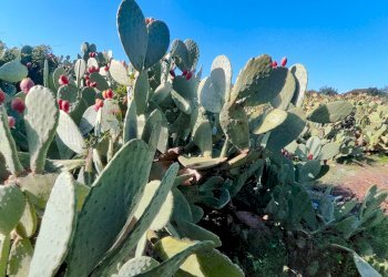 Non correlato - Casa indipendente Contrada Acquarossa (Strada Provinciale 56ii)
 
snc, Belpasso - foto 53