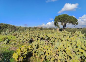 Vista delle montagne - Casa indipendente Contrada Acquarossa (Strada Provinciale 56ii)
 
snc, Belpasso - foto 57