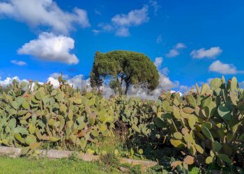 Vista delle montagne - Casa indipendente Contrada Acquarossa (Strada Provinciale 56ii)
 
snc, Belpasso - foto 58