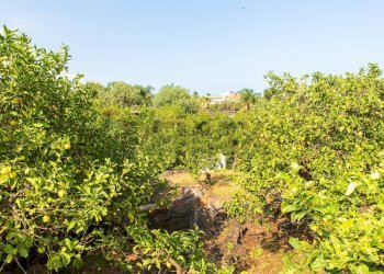 Giardino - Rustico via Carini
 
s/n, Acireale - foto 23