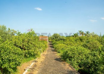 Giardino - Rustico via Carini
 
s/n, Acireale - foto 25