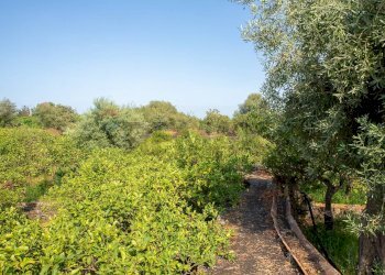 Giardino - Rustico via Carini
 
s/n, Acireale - foto 29