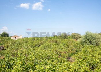 Giardino - Rustico via Carini
 
s/n, Acireale - foto 30