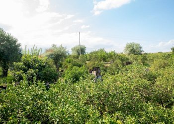 Giardino - Rustico via Carini
 
s/n, Acireale - foto 32