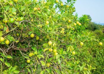 Giardino - Rustico via Carini
 
s/n, Acireale - foto 55