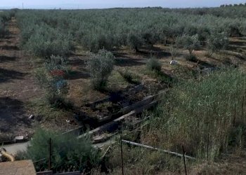 Non correlato - Terreno agricolo Contrada Cisterna
sn, Paterno - foto 6