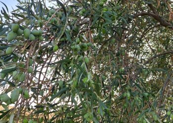 Edificio all\'aperto - Terreno agricolo Contrada Cisterna
sn, Paterno - foto 7