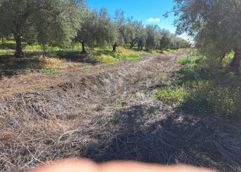 Giardino - Terreno agricolo Contrada Cisterna
sn, Paterno - foto 8