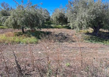 Giardino - Terreno agricolo Contrada Cisterna
sn, Paterno - foto 9