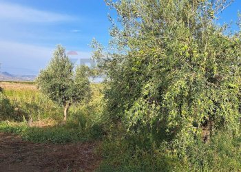 Giardino - Terreno agricolo Contrada Cisterna
sn, Paterno - foto 10