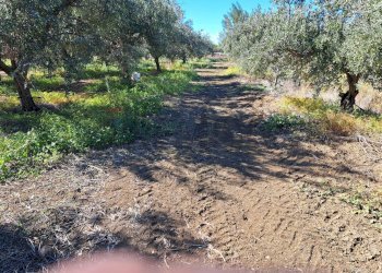 Giardino - Terreno agricolo Contrada Cisterna
sn, Paterno - foto 11