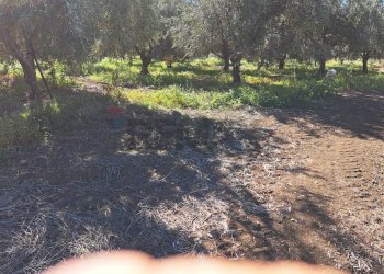 Giardino - Terreno agricolo Contrada Cisterna
sn, Paterno - foto 12