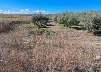 Non correlato - Terreno agricolo Contrada Cisterna
sn, Paterno - foto 13