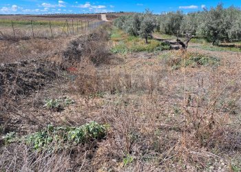 Vista delle montagne - Terreno agricolo Contrada Cisterna
sn, Paterno - foto 15