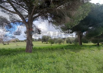 Giardino - Terreno agricolo Piano Stella
20, Caltagirone - foto 7