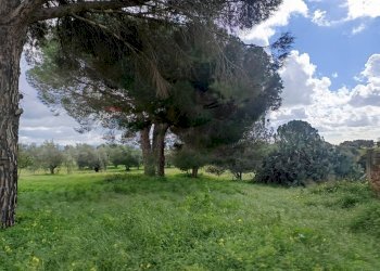 Giardino - Terreno agricolo Piano Stella
20, Caltagirone - foto 13