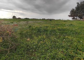 Giardino - Terreno agricolo CONTRADA SAN NICOLO' LE CANNE
SN, Caltagirone - foto 1
