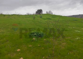 Giardino - Terreno agricolo CONTRADA SAN NICOLO' LE CANNE
SN, Caltagirone - foto 4