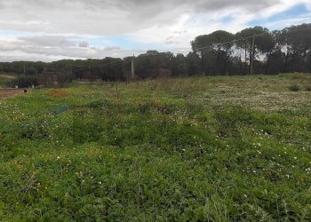 Giardino - Terreno agricolo CONTRADA SAN NICOLO' LE CANNE
SN, Caltagirone - foto 12