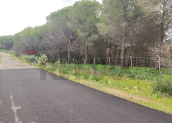 Giardino - Terreno agricolo CONTRADA SAN NICOLO' LE CANNE
SN, Caltagirone - foto 13