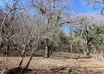 Foto 16 - Rustico località Fogliano, Caprarola - foto 16