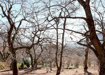 Foto 18 - Rustico località Fogliano, Caprarola - foto 18